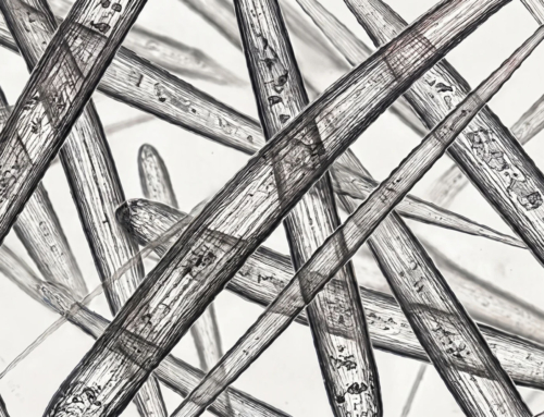 Le Spicule: non solo un trend ma innovazione pura dalla Corea